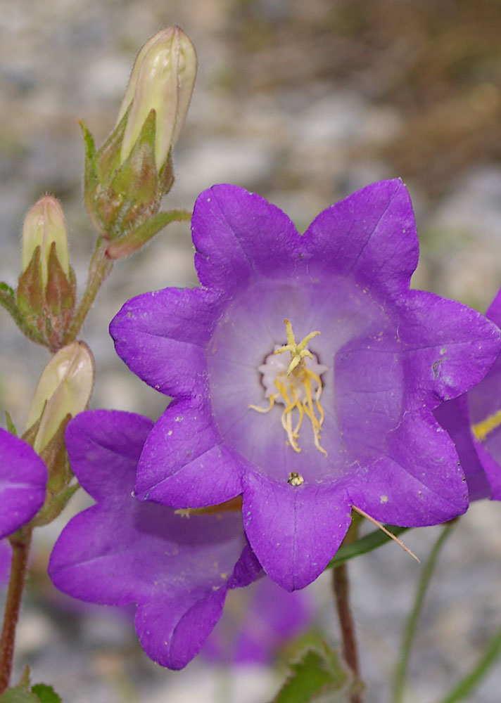 Campanula medium/Campanula toscana